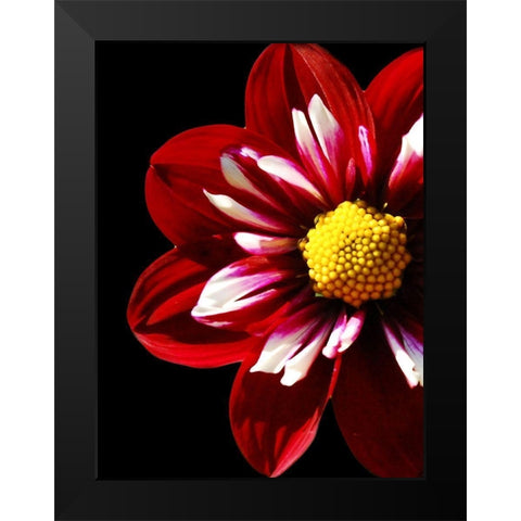Ruby Dahlia 22 Black Modern Wood Framed Art Print by Foschino, Suzanne