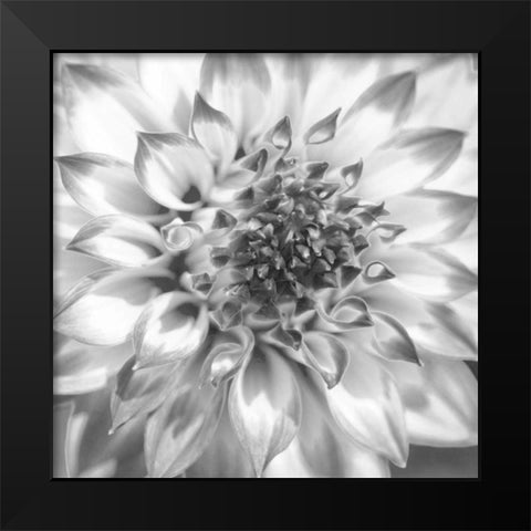 Black and White Dalia 4 Black Modern Wood Framed Art Print by Foschino, Suzanne