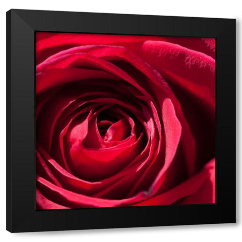 Rose 1 Black Modern Wood Framed Art Print with Double Matting by Foschino, Suzanne