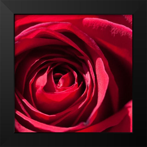 Rose 1 Black Modern Wood Framed Art Print by Foschino, Suzanne