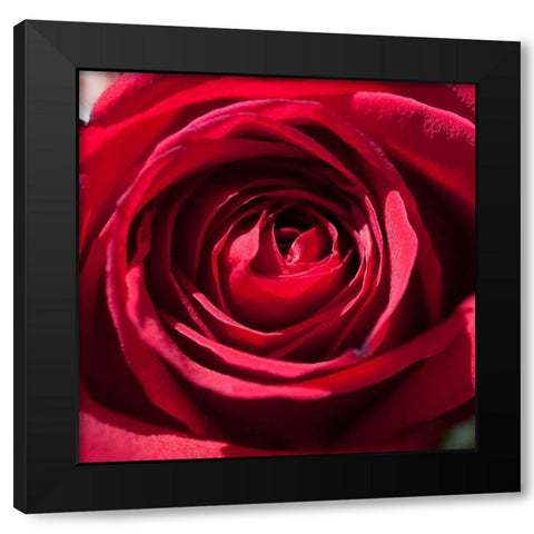 Rose 2 Black Modern Wood Framed Art Print with Double Matting by Foschino, Suzanne