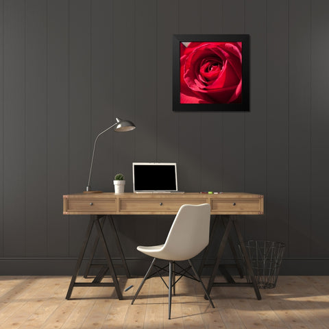 Rose 3 Black Modern Wood Framed Art Print by Foschino, Suzanne