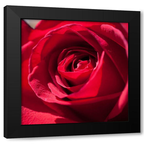 Rose 3 Black Modern Wood Framed Art Print with Double Matting by Foschino, Suzanne