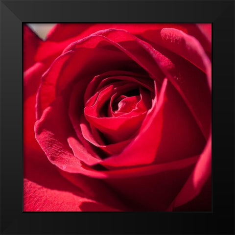 Rose 3 Black Modern Wood Framed Art Print by Foschino, Suzanne