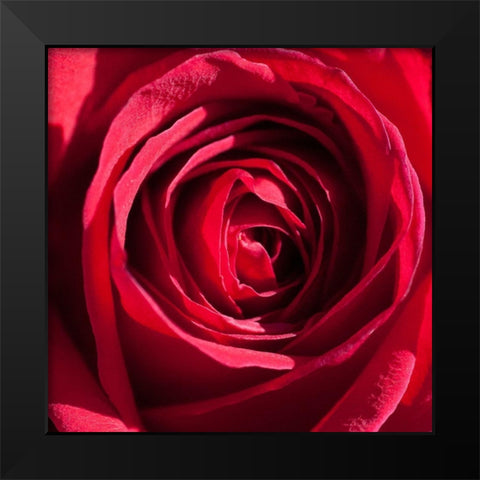 Rose 4 Black Modern Wood Framed Art Print by Foschino, Suzanne