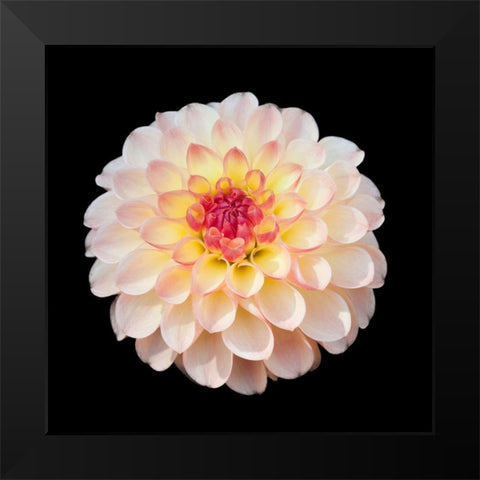Dahlia 1 Black Modern Wood Framed Art Print by Foschino, Suzanne