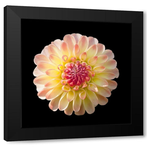 Dahlia 2 Black Modern Wood Framed Art Print by Foschino, Suzanne