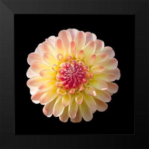 Dahlia 2 Black Modern Wood Framed Art Print by Foschino, Suzanne
