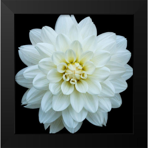 Dahlia 5 Black Modern Wood Framed Art Print by Foschino, Suzanne
