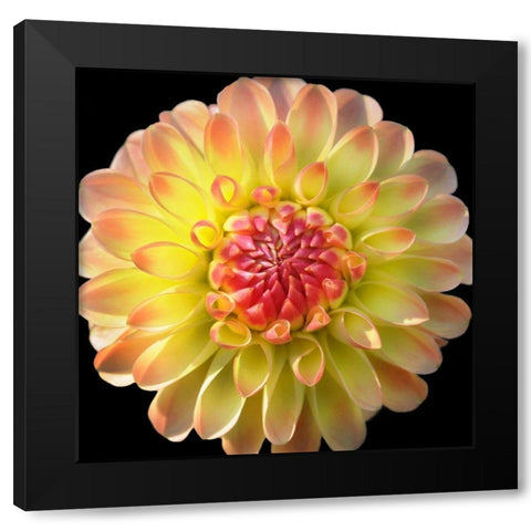 Dahlia 27 Black Modern Wood Framed Art Print by Foschino, Suzanne