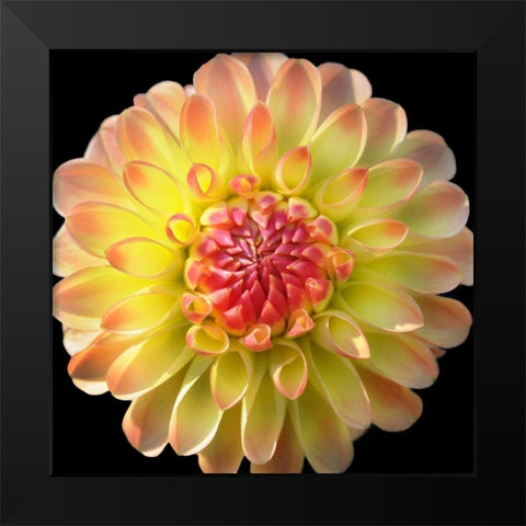 Dahlia 27 Black Modern Wood Framed Art Print by Foschino, Suzanne