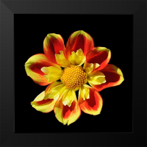Dahlia 12 A Black Modern Wood Framed Art Print by Foschino, Suzanne