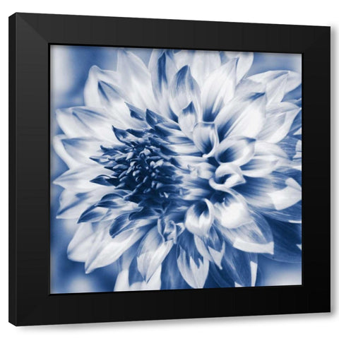 Dahlia Navy 1 Black Modern Wood Framed Art Print by Foschino, Suzanne