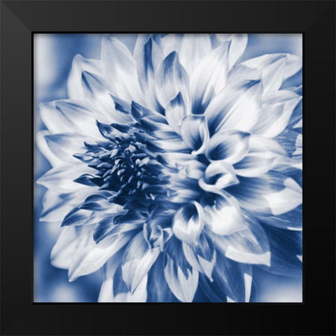 Dahlia Navy 1 Black Modern Wood Framed Art Print by Foschino, Suzanne