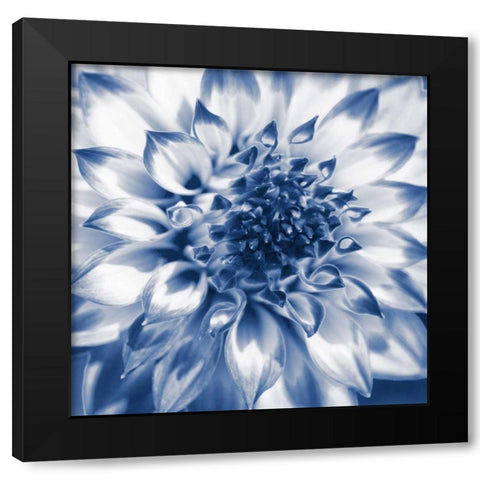 Navy Dahlia 2 Black Modern Wood Framed Art Print with Double Matting by Foschino, Suzanne