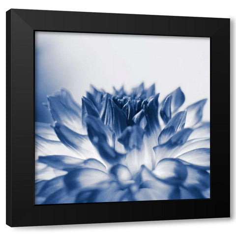 Dahlia Navy 3 Black Modern Wood Framed Art Print by Foschino, Suzanne
