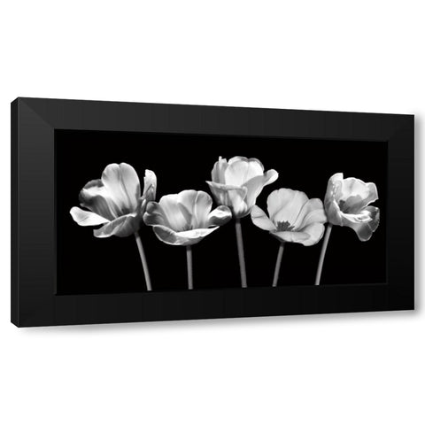 Tulips at Night Black Modern Wood Framed Art Print with Double Matting by Craven, Katrina