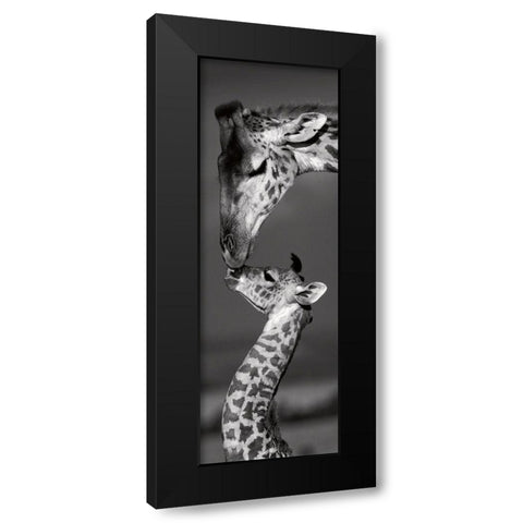 Masai Mara Giraffes Black Modern Wood Framed Art Print by Delimont, Danita