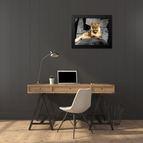 Lioness Black Modern Wood Framed Art Print by Donovan, Kelly