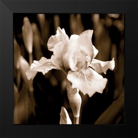 Veronicas Garden I Black Modern Wood Framed Art Print by Donovan, Kelly