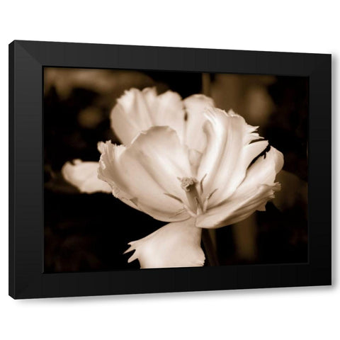 Veronicas Garden II Black Modern Wood Framed Art Print by Donovan, Kelly