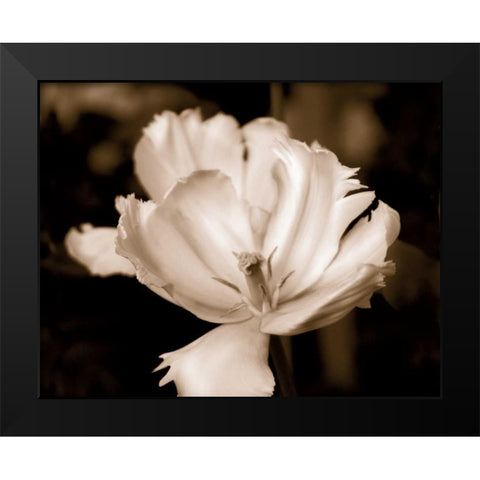 Veronicas Garden II Black Modern Wood Framed Art Print by Donovan, Kelly