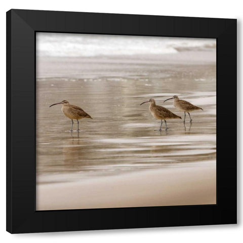 Shore Birds I Black Modern Wood Framed Art Print with Double Matting by Delimont, Danita