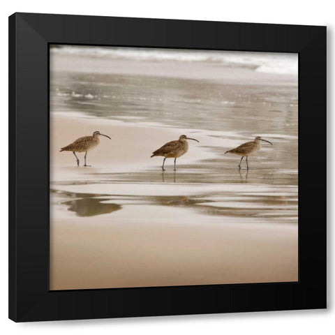 Shore Birds II Black Modern Wood Framed Art Print with Double Matting by Delimont, Danita