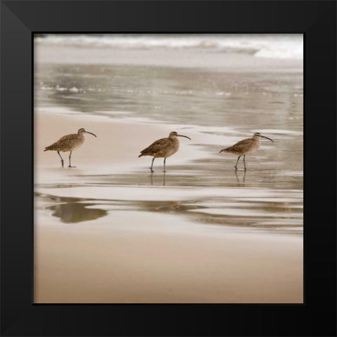 Shore Birds II Black Modern Wood Framed Art Print by Delimont, Danita
