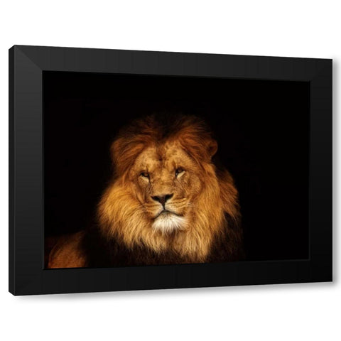 Look My Way Black Modern Wood Framed Art Print with Double Matting by Van de Goor, Lars