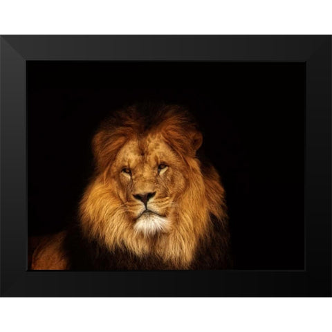 Look My Way Black Modern Wood Framed Art Print by Van de Goor, Lars