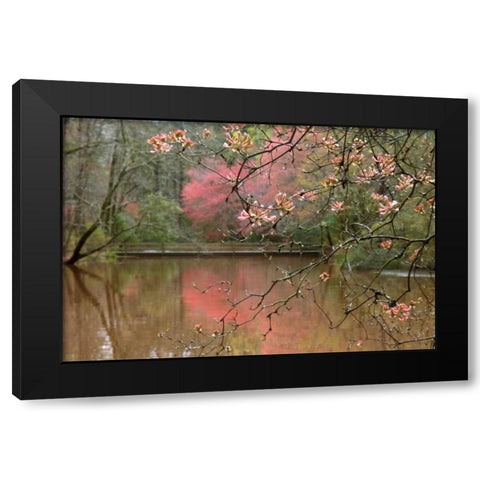 Azalea Branches in Spring Black Modern Wood Framed Art Print with Double Matting by Delimont, Danita