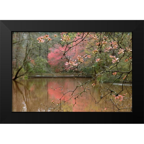 Azalea Branches in Spring Black Modern Wood Framed Art Print by Delimont, Danita