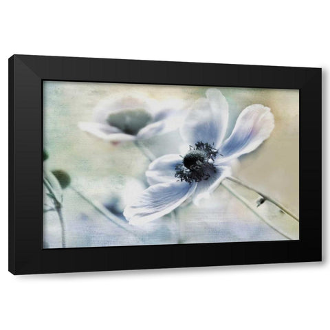 Anemone Whisper Black Modern Wood Framed Art Print by Weisz, Irene