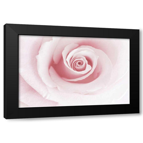 Rose Embrace Black Modern Wood Framed Art Print with Double Matting by Delimont, Danita