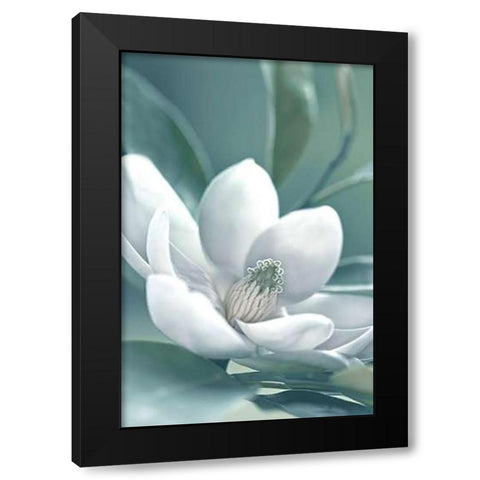 Magnolia Morning Black Modern Wood Framed Art Print by Delimont, Danita