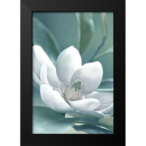 Magnolia Morning Black Modern Wood Framed Art Print by Delimont, Danita