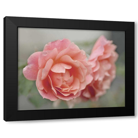 Cottage Climber Black Modern Wood Framed Art Print with Double Matting by Delimont, Danita