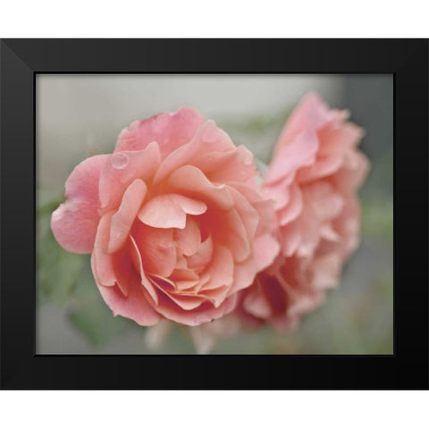 Cottage Climber Black Modern Wood Framed Art Print by Delimont, Danita