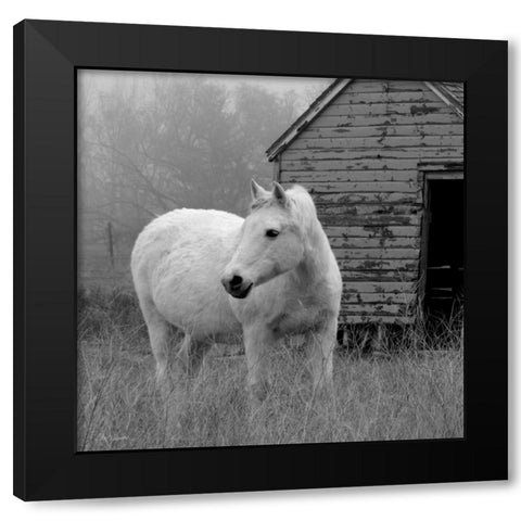 Morning Pasture Black Modern Wood Framed Art Print with Double Matting by Robinson, Carol