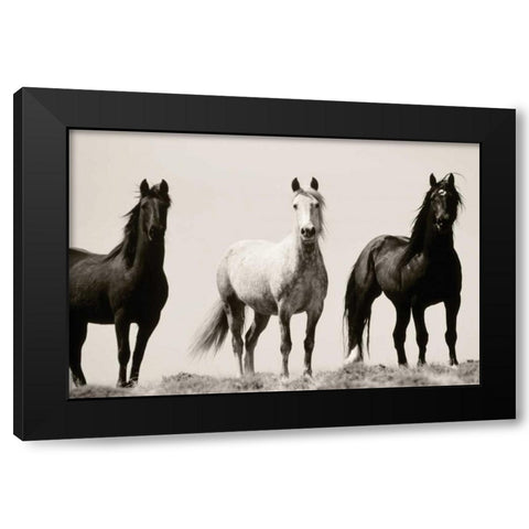 Wild Stallions Black Modern Wood Framed Art Print by Delimont, Danita