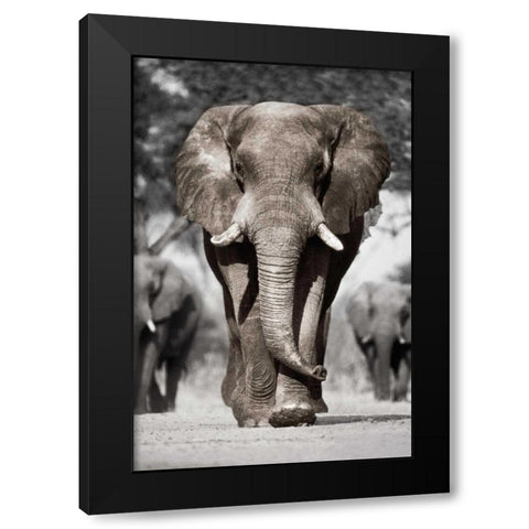 Botswana Patriarch Black Modern Wood Framed Art Print with Double Matting by Delimont, Danita