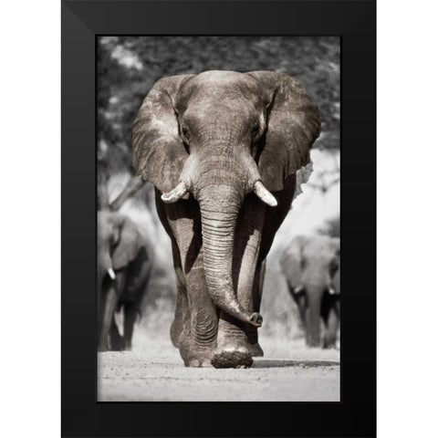 Botswana Patriarch Black Modern Wood Framed Art Print by Delimont, Danita