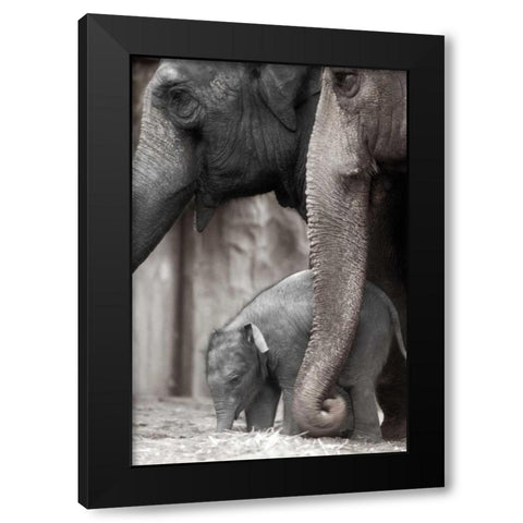 Family Moment Black Modern Wood Framed Art Print with Double Matting by Delimont, Danita