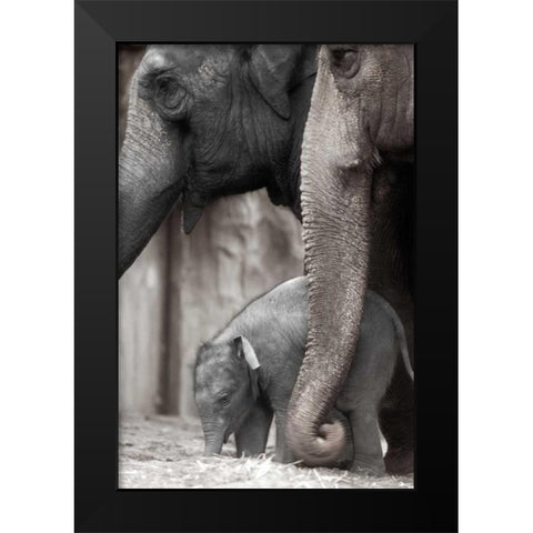 Family Moment Black Modern Wood Framed Art Print by Delimont, Danita