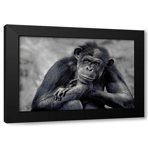 Captivated Black Modern Wood Framed Art Print by Delimont, Danita