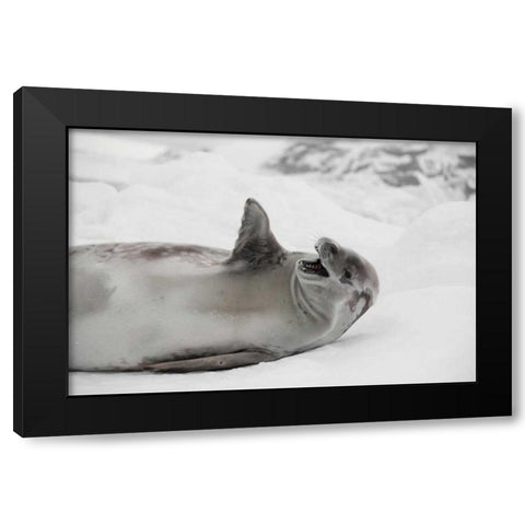 Laughing Seal Black Modern Wood Framed Art Print with Double Matting by Delimont, Danita