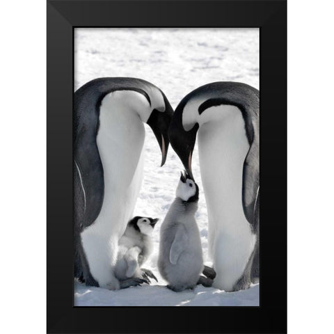 Snow Hill Island Family Black Modern Wood Framed Art Print by Delimont, Danita