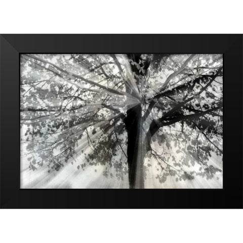 Story From Light and Black Modern Wood Framed Art Print by Weisz, Irene