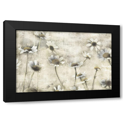 Wild Daisy Meadow II Black Modern Wood Framed Art Print by Weisz, Irene